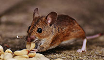 24 Hour & Emergency Exterminators in Arlington Heights, IL